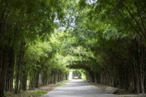 queen-sirikit-park-4